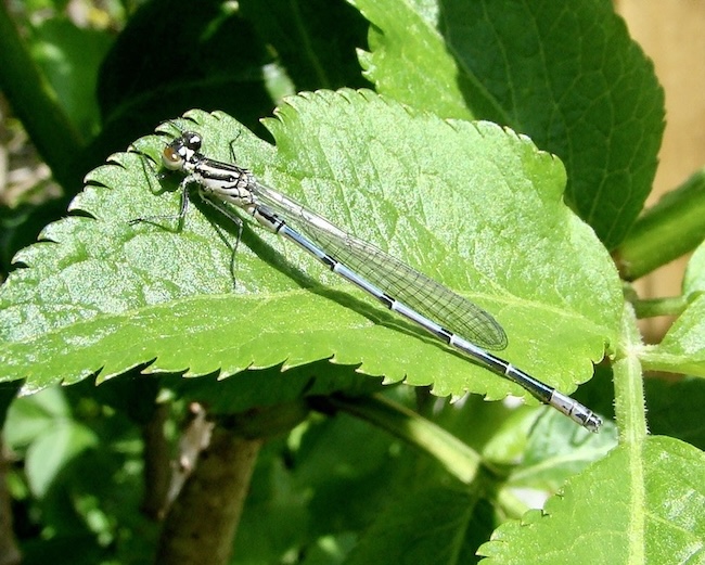 azure damselfly